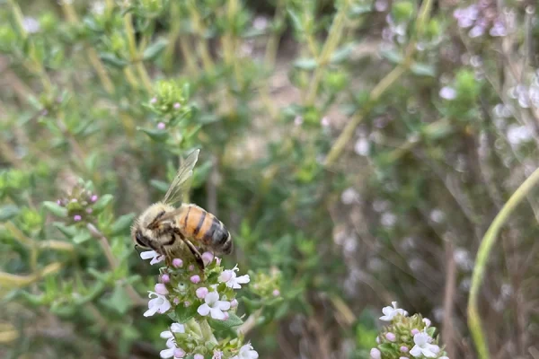 A close-up of a bee collecting nectar from small white and pink flowers, with green, leafy plants blurred in the background.
