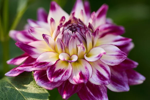 dahlia-community-garden-unsplash