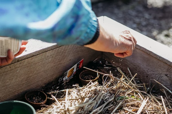 endeavour-hills-community-garden-planting-seeds