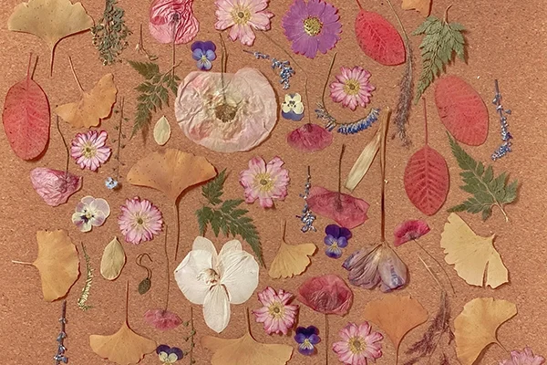 An arrangement of various pressed flowers and leaves, including pink, purple, and white blossoms, yellow and red leaves, and green fern-like foliage, displayed on a light brown background.