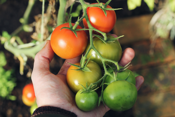tomatoes-5-768x512
